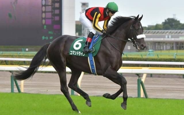 【ホープフルS見どころ】コマンドラインの無傷3連勝なるか