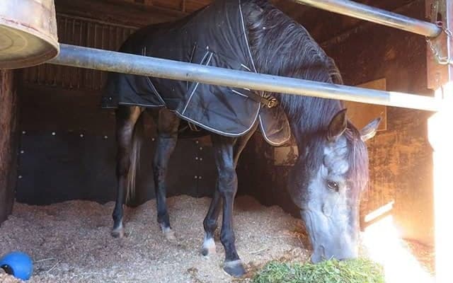 強さの秘訣は特製“ホワイトクローバー” 東京大賞典で栄冠狙うミューチャリーの素顔