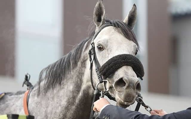 【大井・東京大賞典】オメガパフュームが競り合いを制し史上初のダートGI・4連覇！