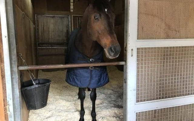 【JRA】キセキ辻野師「担当した馬の仔に携われるのがこの仕事の醍醐味」/ねぇさんのトレセン密着