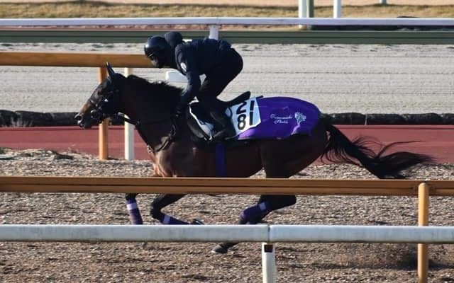 ダンテスヴューなど、昨年末の入厩情報/栗東トレセンニュース