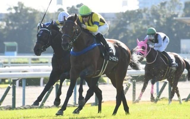 【中山金杯枠順確定】ヒートオンビートは2枠4番、トーセンスーリヤは4枠7番