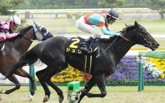 【京都金杯予想】力を秘めた素質馬に今年こそ期待をかけたい