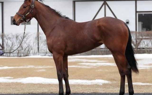 【JRA新馬戦】ヒシイグアスの半妹リヴォリなどがデビュー