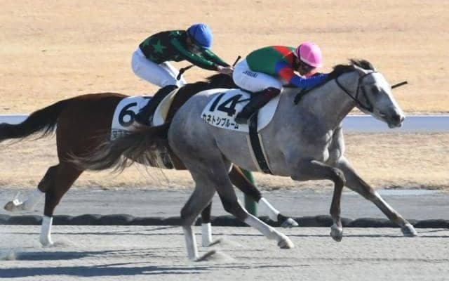 【中京4R新馬戦結果】カネトシブルームが押し切りV、富田暁騎手は通算100勝達成