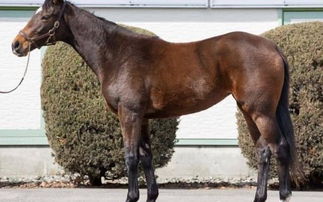 ウインブライトの半妹ウインエクレールが松岡正海騎手でデビュー/関東馬メイクデビュー情報