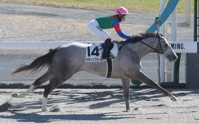 【新馬/中京4R】シニスターミニスター産駒 カネトシブルームがデビューV