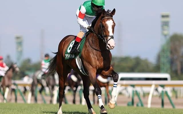 【京成杯想定騎手】アライバルはC.ルメール騎手、オニャンコポンは菅原明良騎手
