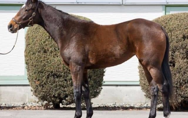 【JRA新馬戦】ウインブライトの半妹ウインエクレール、ホワイトフーガの初仔チャプリなどがデビュー