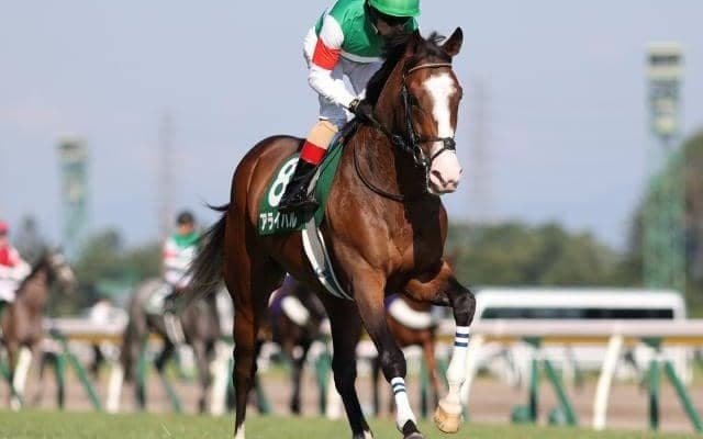 【京成杯予想】タフな2000m戦、長距離馬にとっては貴重な舞台
