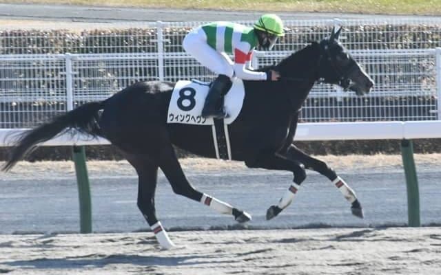 【中京4R新馬戦結果】アロゲート産駒ウィングヘヴンが6馬身差圧勝