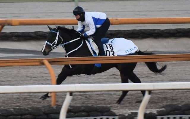 ヘリオス、根岸S1週前追い切り速報/栗東トレセンニュース