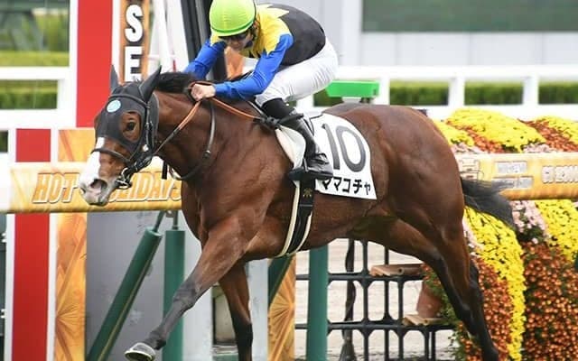 ソダシの全妹ママコチャはエルフィンS視野に調整