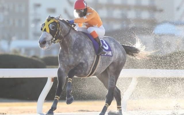 【名古屋・マイル争覇結果】トミケンシャイリが逃げて4馬身差圧勝