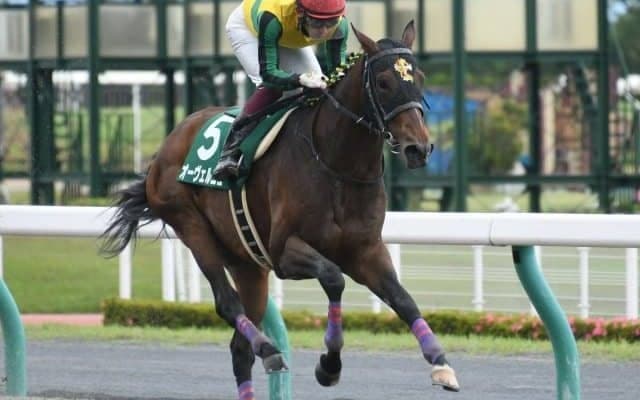 【東海S枠順確定】オーヴェルニュは6枠11番、サンライズホープは8枠15番
