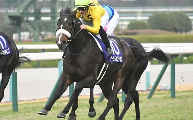 【3歳次走】サークルオブライフはチューリップ賞から桜花賞へ 他有力馬情報