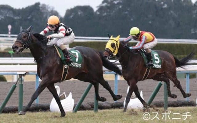 アメリカズカップが競走馬登録抹消