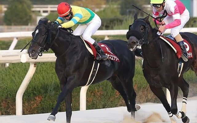 【根岸S想定】サクセスエナジー、テイエムサウスダン、ソリストサンダーなど21頭