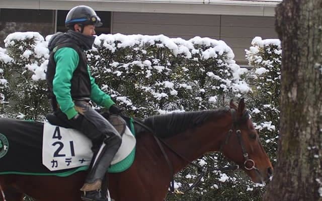 【東海S】初ダートのカデナ陣営「脚抜きのいい馬場なら」/ねぇさんのトレセン密着