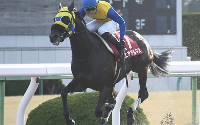 【AI予想・根岸S】すんなり先行なら「波乱の目」も!? 少数派「距離延長馬」を本命視！