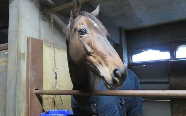99戦目で初勝利！ 9歳牝馬イエスペガサスが見せた諦めない走り