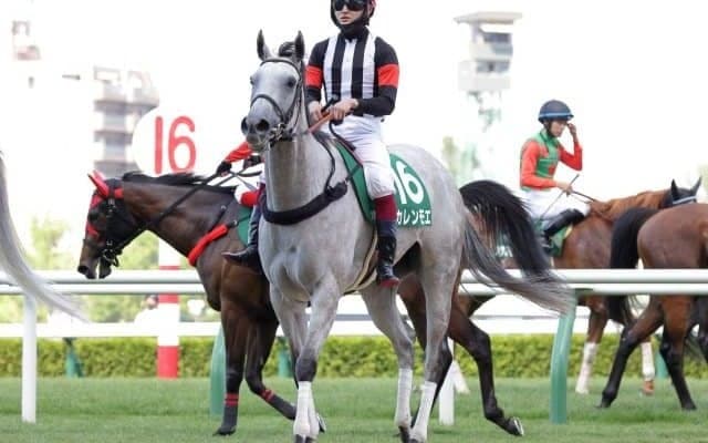 【シルクロードS予想オッズ】カレンチャンの仔カレンモエが予想1番人気