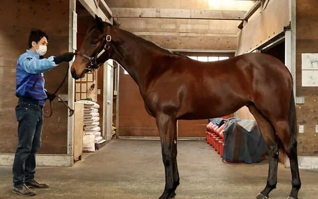 【JRA新馬戦】ルージュバックの初仔ブラーバックなどがデビュー