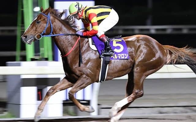 【地方競馬】令和3年高知年度代表馬はスペルマロン！6部門中4部門を別府真司厩舎が占める