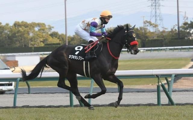 【白梅賞結果】カワキタレブリーが2番手から抜け出し新馬戦以来のV