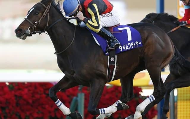 【根岸S予想】前走の距離と着順が重要!? 高齢馬の「取捨選択ポイント」とは