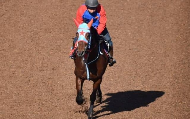 【根岸S予想】フェブラリーSの登竜門、末脚自慢のコース巧者に期待