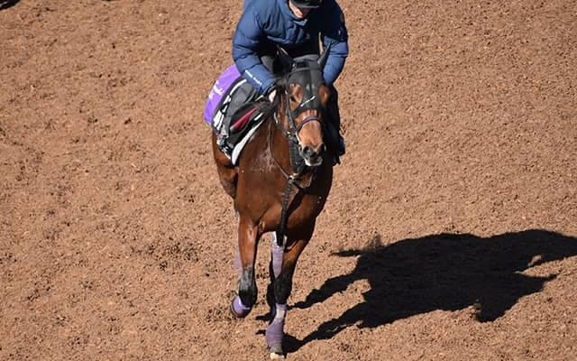 【きさらぎ賞想定騎手】ダンテスヴューは川田将雅騎手、マテンロウレオは横山典弘騎手