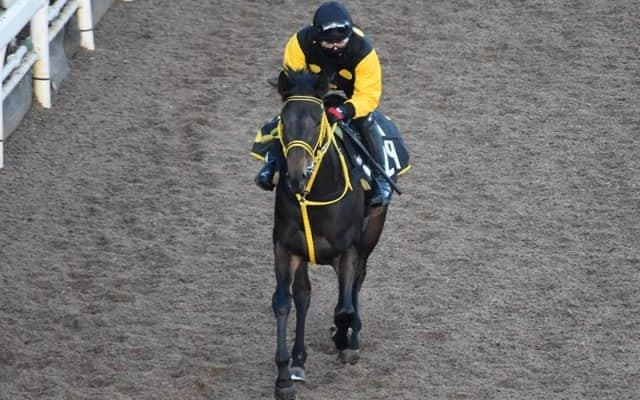 モズゴールドバレルなど、先週の入厩情報/栗東トレセンニュース