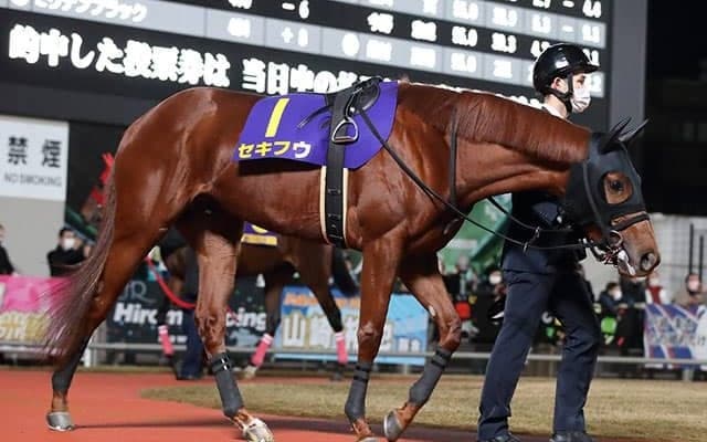 兵庫ジュニアグランプリ覇者セキフウがサウジダービーの招待を受諾