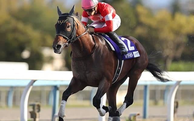【フェブラリーS想定】連覇狙うカフェファラオ、JBCスプリント覇者レッドルゼル、交流重賞連勝のテオレーマなど
