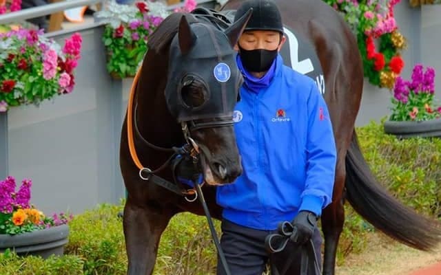 【JRA】フォイヤーヴェルク引退、乗馬に　2020年の新潟ジャンプS覇者