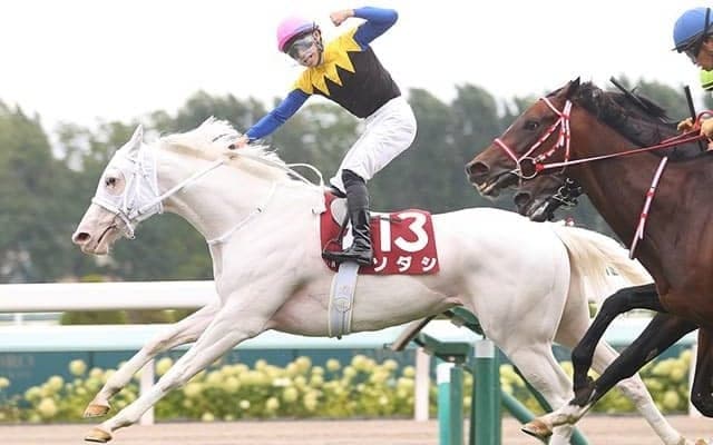 【フェブラリーS想定】白毛馬ソダシ、JBCクラシック覇者ミューチャリーなど21頭