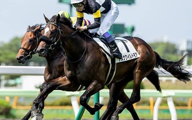 【きさらぎ賞予想】ノーザンファーム生産馬が好調！ 「○○の重要性」が経験を上回る!?
