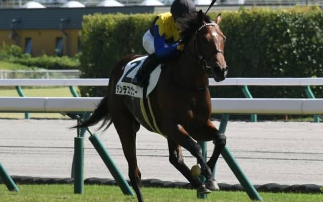 【きさらぎ賞】ダンテスヴュー陣営「かなりのポテンシャルを感じています」/ねぇさんのトレセン密着