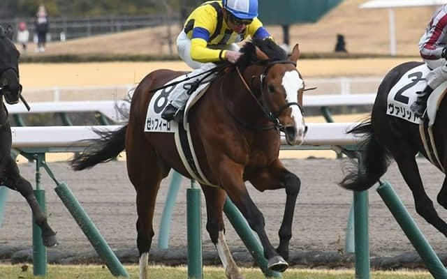 【中京6R新馬戦結果】ゼッフィーロが人気に応えて新馬勝ち