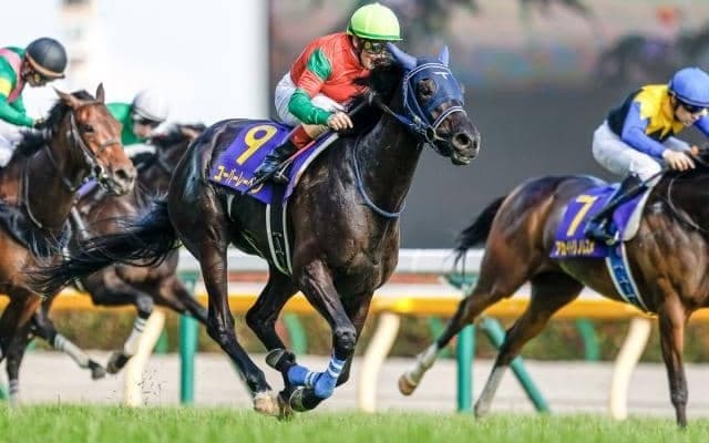 今週から阪神開催　重賞は京都記念・共同通信杯・クイーンC/今週の競馬界の見どころ
