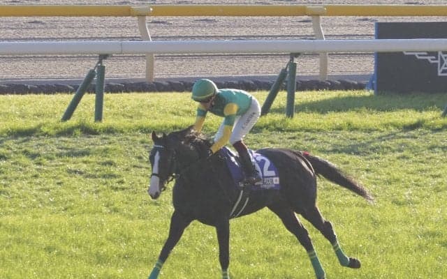 【京都記念登録馬】サンレイポケットなど13頭