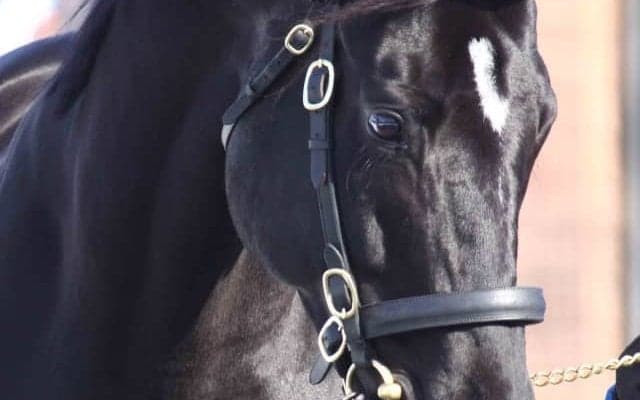 新種牡馬コントレイルなど31頭がお披露目　社台SSで種牡馬展示会を開催