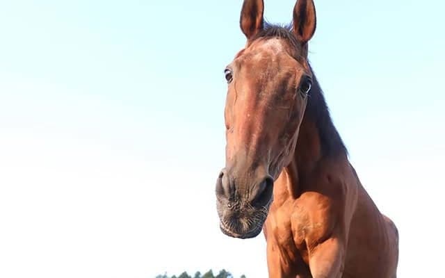 星になったキョウエイボーガン　“ヒール役”でも... たくさんの愛情に包まれた第二の馬生