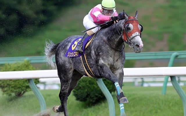 【ドバイゴールデンシャヒーン】リュウノユキナ・レッドルゼル・コパノキッキングなど21頭が予備登録