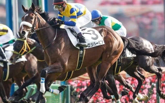【次走】京成杯2着ロジハービンは弥生賞へ