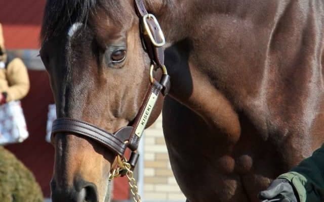 キセキなど新種牡馬も登場 2022年ブリーダーズSS種牡馬展示会が開催