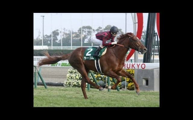 京都記念は血統でコース適正をチェック。期待は「阪神巧者」の血を引く２頭