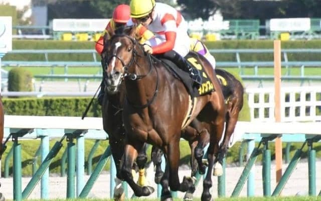 【共同通信杯枠順確定】ダノンスコーピオンは8枠11番、ジオグリフは5枠5番