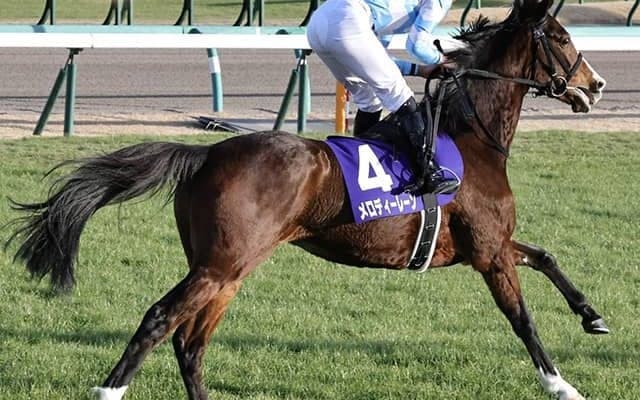 【ダイヤモンドS想定】超軽量馬メロディーレーン、3連勝中テーオーロイヤルなど14頭